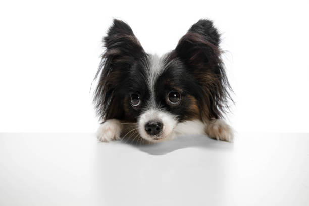 Young Papillon puppy, red and white, outdoors, having fun