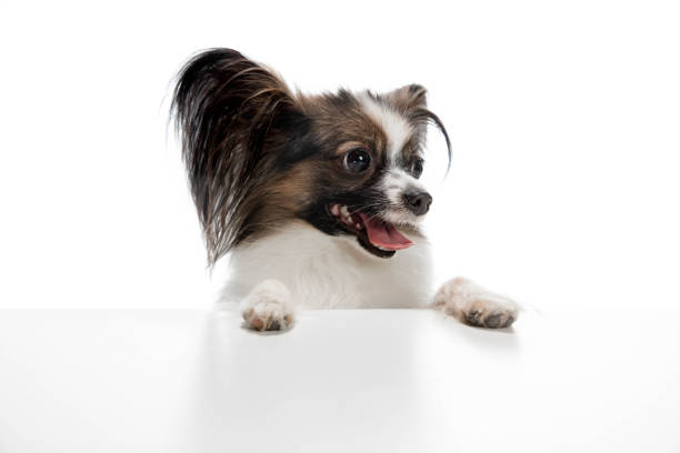 Papillon young dog is playing. Cute playful brown white doggy or pet playing on white studio background. Concept of motion, action, movement, pets love. Looks delighted, funny. Copyspace for ad.