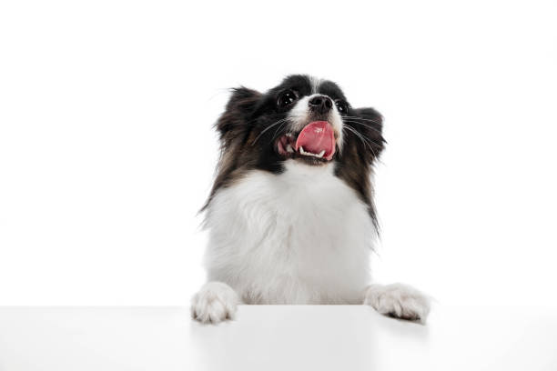 Papillon young dog is playing. Cute playful brown white doggy or pet playing on white studio background. Concept of motion, action, movement, pets love. Looks delighted, funny. Copyspace for ad.