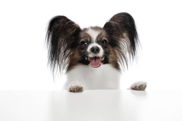 istock Studio shot of funny Papillon dog isolated on white studio background 1282869049