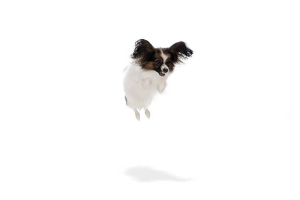 istock Studio shot of funny Papillon dog isolated on white studio background 1282869050