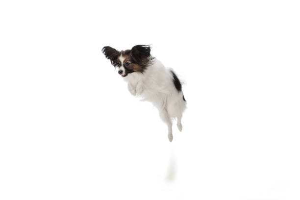 istock Studio shot of funny Papillon dog isolated on white studio background 1282869052