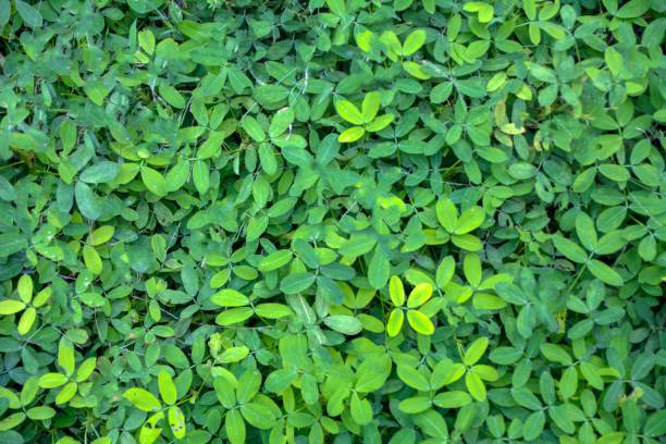 istock Beautiful Green leaves background and texture 1282872398