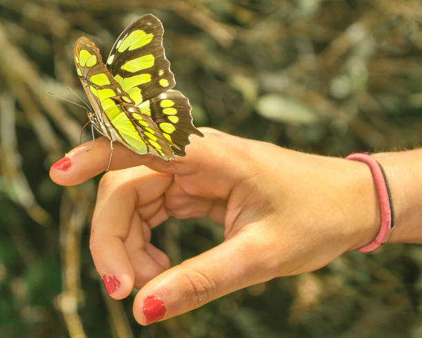 istock Butterfly Sitting on Woman Finger 1282873537