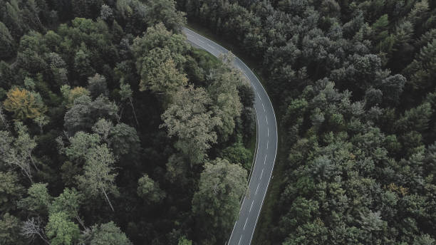istock Country road between big trees in a forest 1282875138