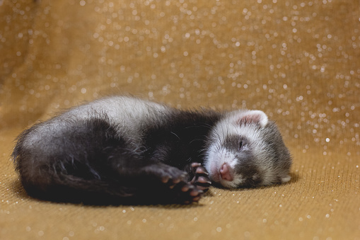 The cute baby ferret is sleeping