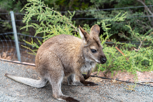 Close up portrait of a wallaby kangaroo in the Australian bush
