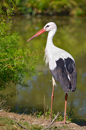 White stork (Ciconia ciconia) on the banks of a pond seen from behind