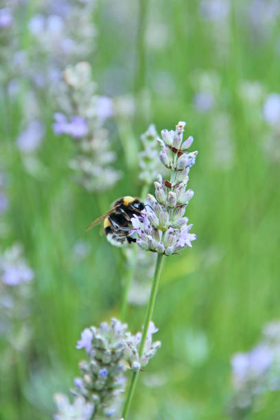 istock Bumblebee collecting nectar on lavender flowers in summer field 1282877396