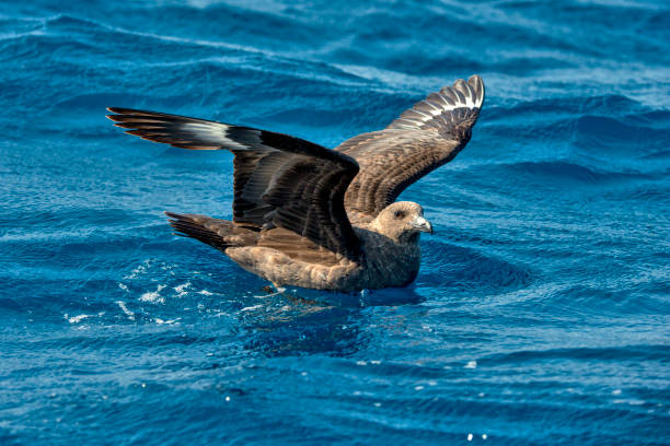 South Polar Skua photographed in the Atlantic Ocean, in front of Vitoria, Espirito Santo. South Polar Skua photographed in the Atlantic Ocean, in front of Vitoria, Espirito Santo. Southeast of Brazil. Picture made in 2018. oviparity stock pictures, royalty-free photos & images