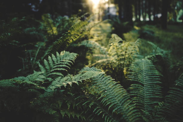 istock dark fern leaves in the woods 1282878083