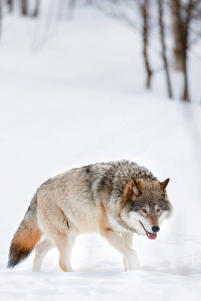 istock Canis Lupus strolling on snow at nature park 1282878722
