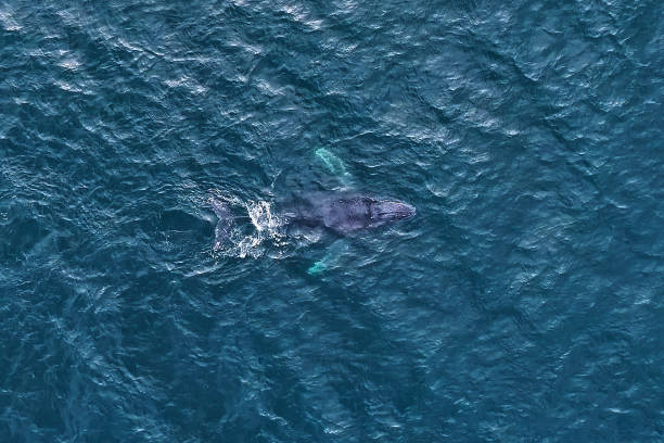 istock Humpback whale photographed in Vitoria, Espirito Santo. 1282878970