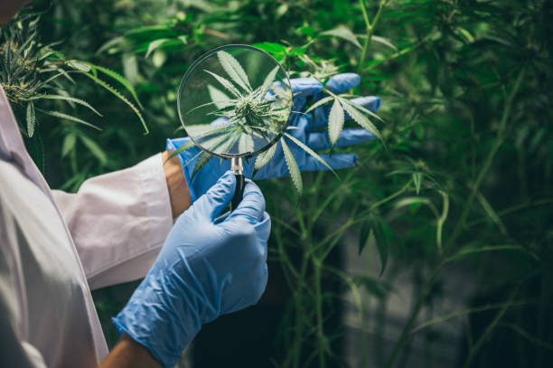 The production of herbal medicines from marijuana in Medical experiment The production of herbal medicines from marijuana in Medical experiment medical cannabis stock pictures, royalty-free photos & images