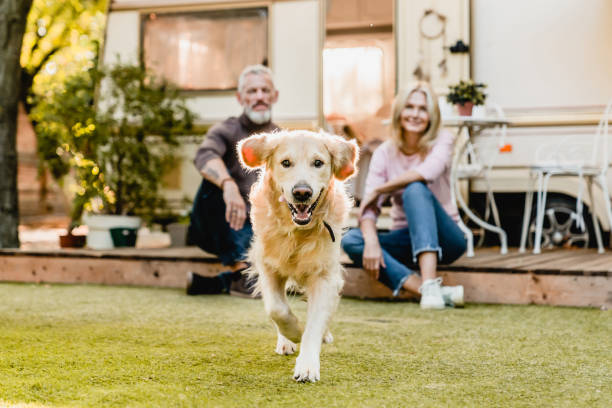 бегущая собака на переднем плане со зрелой счастливой парой на заднем плане сидит на крыльце с автофургоном позади - golden retriever retriever dog smiling стоковые фото и изображения