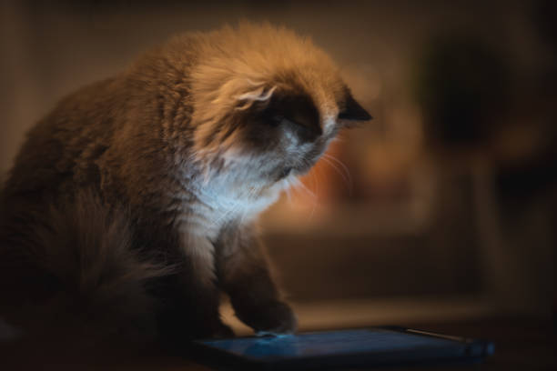 istock Himalayan Persian cat playing tablet, lifestyle at home with pet 1282883516