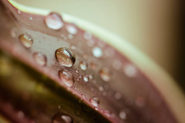 istock Fresh green leaf with dew drops closeup. Nature Background 1282883753