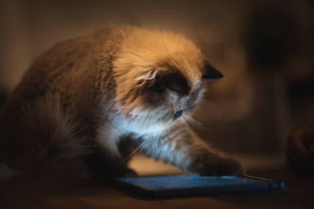 гималайский персидский кот играет планшет, образ жизни дома с домашним животным - domestic cat computer laptop kitten стоковые фото и изображения