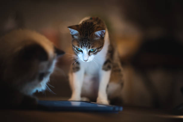 gato persa do himalaia jogando tablet, estilo de vida em casa com animal de estimação - domestic cat computer laptop kitten - fotografias e filmes do acervo