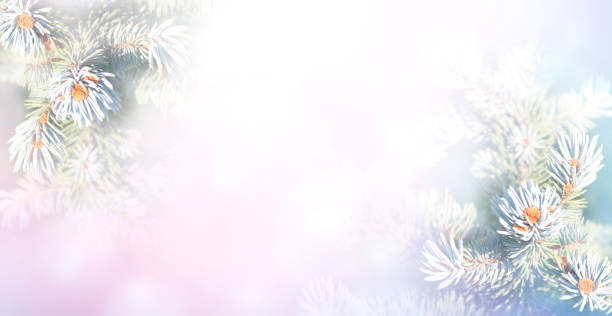 istock Horizontal Christmas background with branch of blue spruce 1282884615