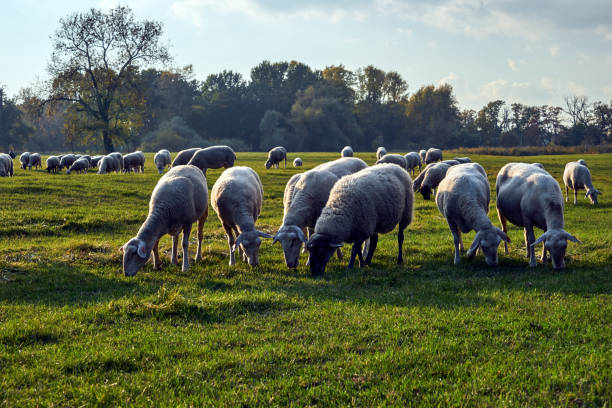 Flock of sheep, sheep on field