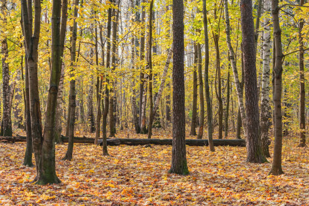 Autumn forest in Serbia.
