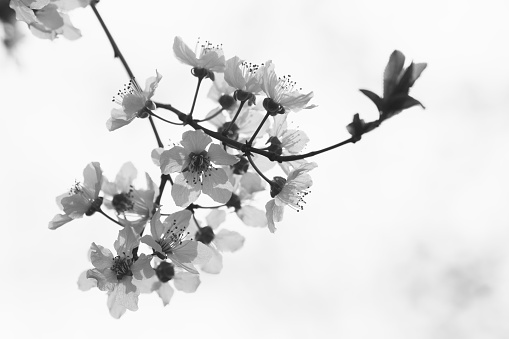 Black and white image of spring blossom