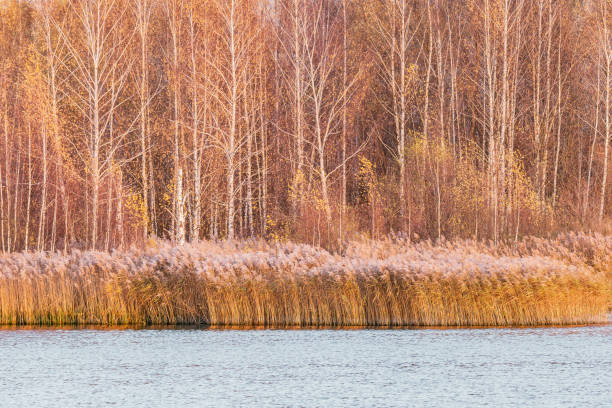 istock Autumn forest by the lake. 1282889060