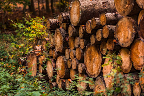 Felled trees are piled up on the edge of a field along a German forest path Stacked tree trunks lie on the edge of a dirt road in autumn pine tree lumber industry forest deforestation stock pictures, royalty-free photos & images