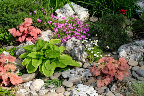istock Landscaping Hosta and other plants in combination with stones and needles. 1282890121