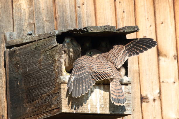 istock common kestrel (Falco tinnunculus) young birds at the nest box 1282891692