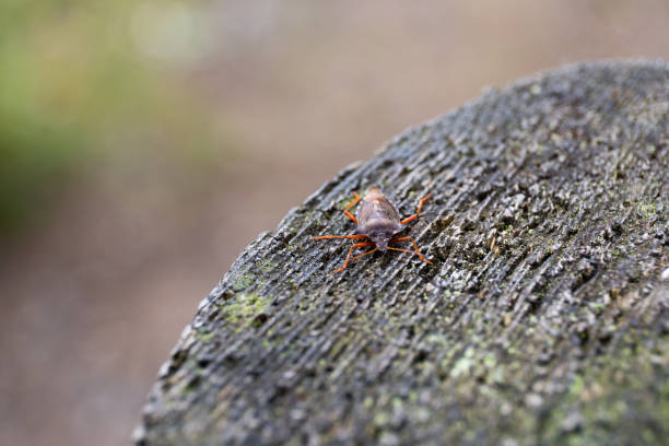 istock Orange legged bug on a log of wood 1282892270