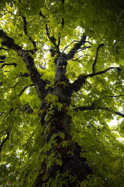 istock Leafy branch of a large tree in Ireland 1282892284