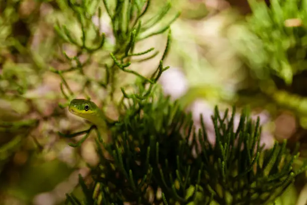 Photo of Green garden snake slithering through cedar tree