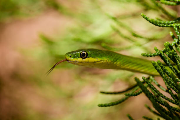 nahaufnahme der grünen gartenschlange mit zunge heraus, schlittern durch zedernbaum - gee gee stock-fotos und bilder