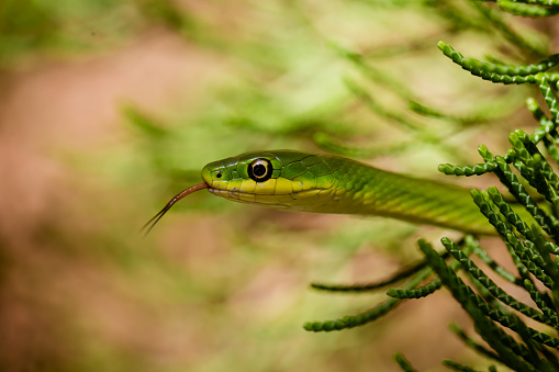 Close up of green garden snake with tongue out, slithering through cedar tree