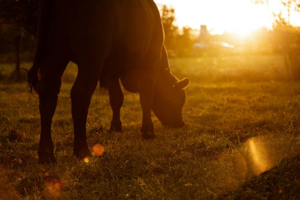 Black cow in pasture on farm