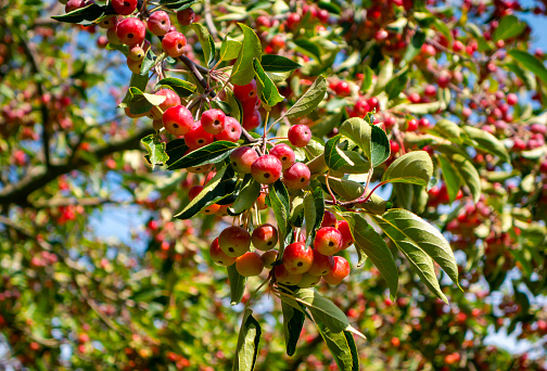 Crab apple berries on a tree in September