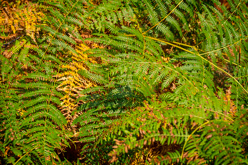 Bright green leaves of bracken above a layer of dying brown bracken leaves in September sunshine.