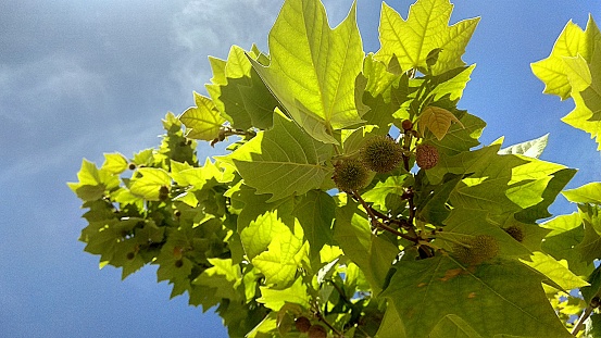 Young Platanus acerifolia tree leaves with globose, collective fruits against the blue sky on a sunny spring day.