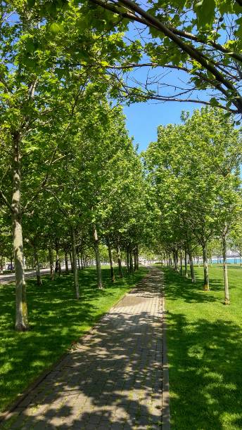 istock Lane lined by platan trees, planted in rows in green lawns. 1282892493