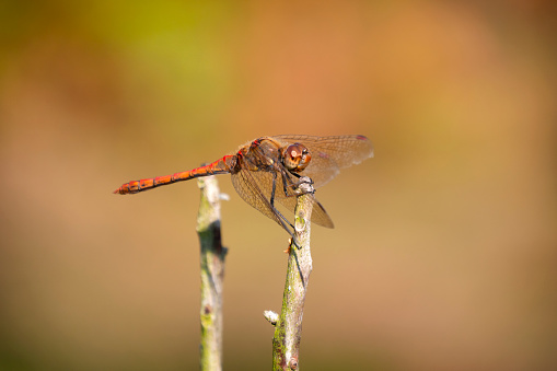 A colourful male Common Darter dragonfly perching on a twig on a sunny September day in Norfolk, Eastern England.