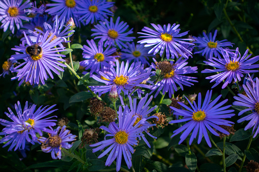 A cluster of Michaelmas daisies in September sunlight, with a bee gathering pollen in the centre of one of the flowers.
