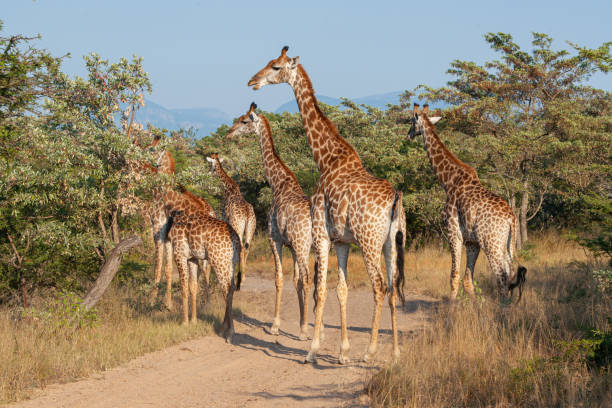istock Journey of Giraffe 1282892657
