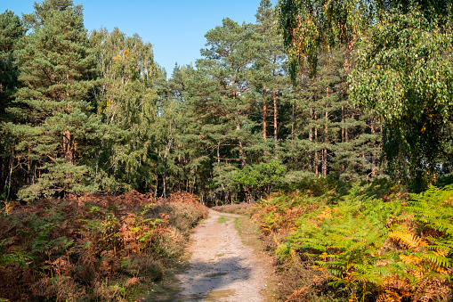 A quiet path leading into woodland at Dersingham Bog, a wilderness area, nature reserve and a Site of Special Biological and Geological Scientific Interest in west Norfolk, Eastern England, which is rich in woodland, moorland, mire and wildlife.