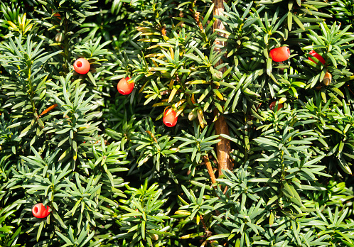 Bright red yew berries scattered like jewels amongst the needle-like green leaves of a yew tree on a sunny day. All parts of the yew are poisonous and consumption can result in death. Yews are found in many churchyards in Great Britain and Northern France.