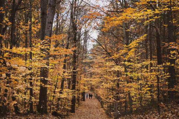 Woman walking in the forest in autumn