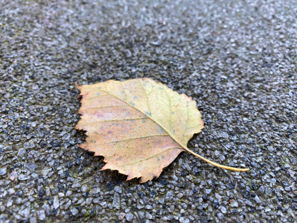 istock autumn birch leaves close-up on asphalt road 1282893452