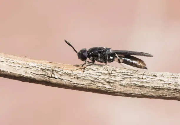 Photo of Hermetia illucens black soldier fly insect about 2 cm long black with bluish flashes and part of abdomen and white legs perched on a twig