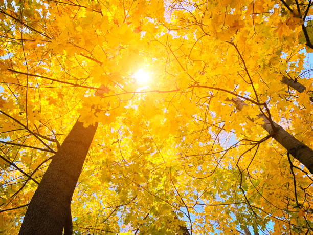 istock Autumn landscape. Autumn tree leaves sky background. 1282893523